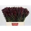 Leucadendron Saf Sunset Dark R.
