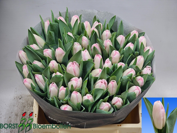 <h4>TU EN PINK MARBLE</h4>