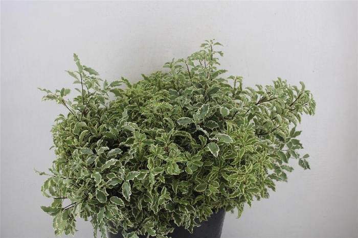 <h4>Pitto Nigra 150gr P Bunch</h4>