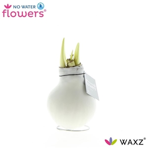 Hipp Waxbulb Colorz White