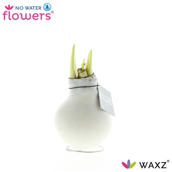 <h4>Hipp Waxbulb Colorz White</h4>