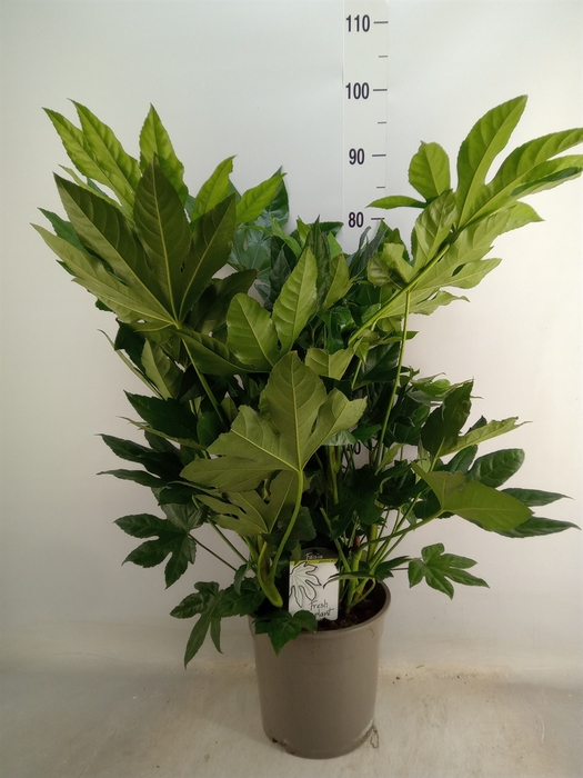 <h4>Fatsia japonica   ...</h4>