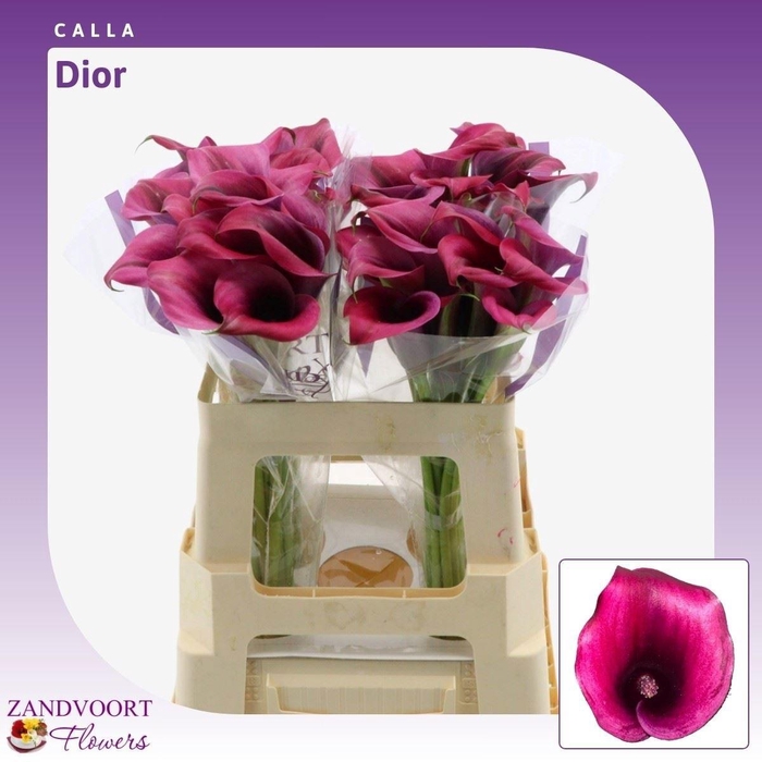 <h4>ZANT DIOR</h4>