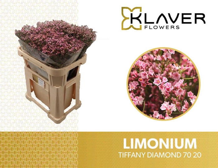 <h4>LIM SIN TIFFANY DIAM</h4>