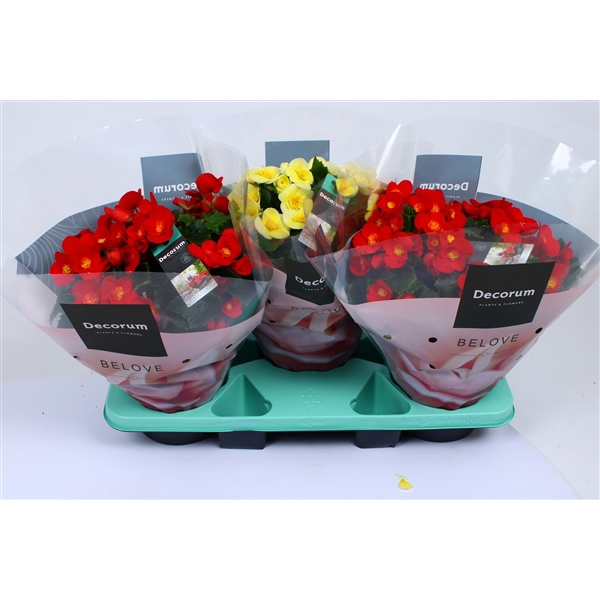 <h4>Begonia BELOVE 19cm mix Decorum</h4>