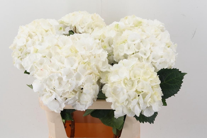 <h4>Hydr M Schneeball</h4>