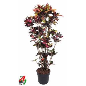 Codiaeum Mrs Iceton vertakt P40-180