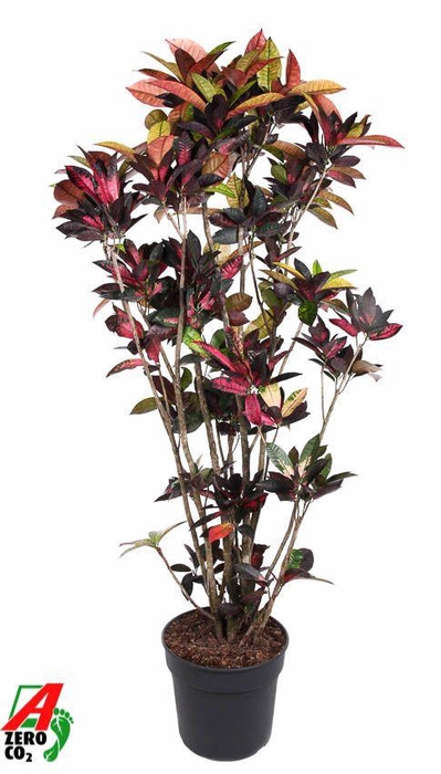 <h4>Codiaeum Mrs Iceton vertakt P40-180</h4>