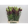 Fritillaria Persica