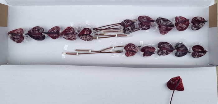 <h4>ANTH A NERO</h4>