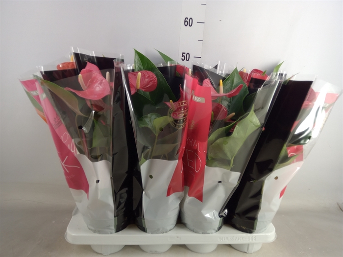 <h4>Anthurium   ...mix</h4>