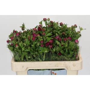 Ranunculus Magical Raspberry