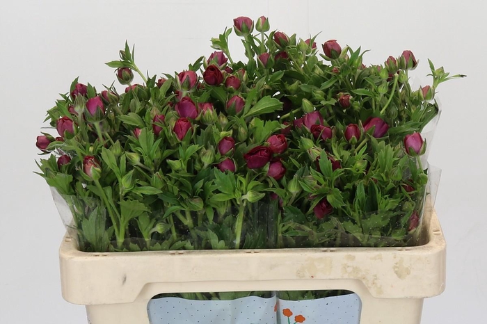 <h4>Ranunculus Magical Raspberry</h4>
