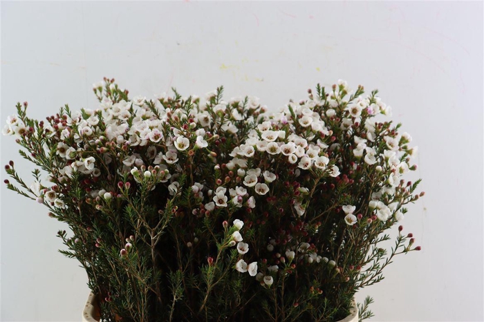 <h4>Cham White Moonlight Delight</h4>