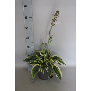 vaste planten 19 cm  Hosta Wide Brim