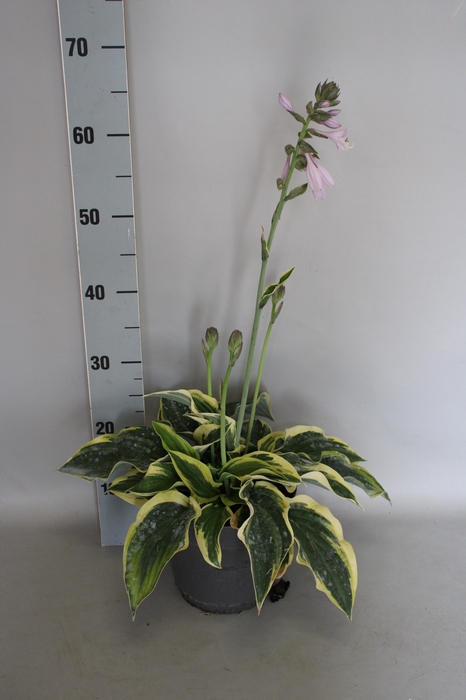 vaste planten 19 cm  Hosta Wide Brim