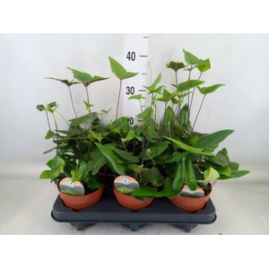 Hemionitis arifolia