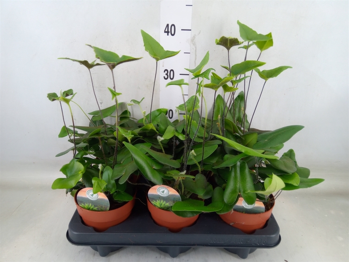 <h4>Hemionitis arifolia</h4>