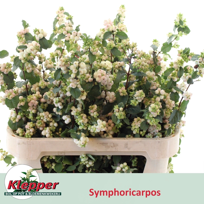 <h4>SYMPHO MAG AUT BLUSH</h4>