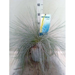 Festuca glauca 'Intens Blue'