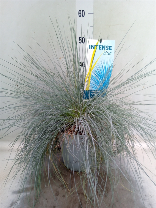 <h4>Festuca glauca 'Intens Blue'</h4>