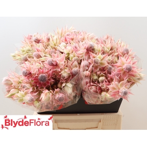 Serruria Satin Star 2-5
