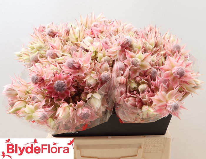 <h4>Serruria Satin Star 2-5</h4>