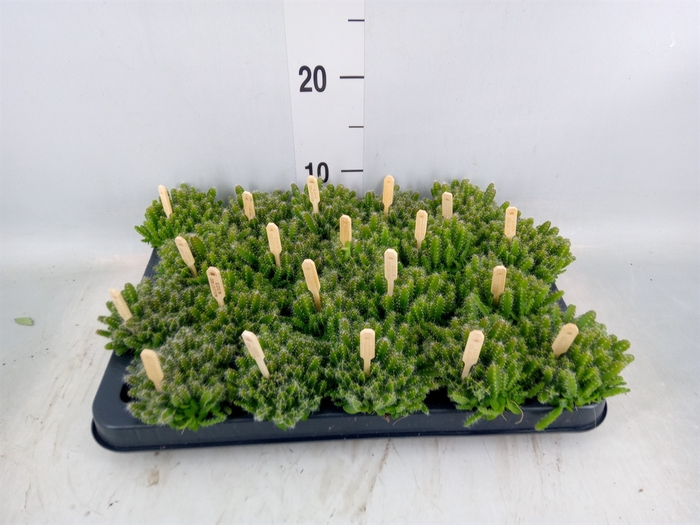 <h4>Hylocereus undatus</h4>