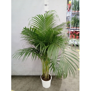 Dypsis lutescens   ...Chrysalidoca