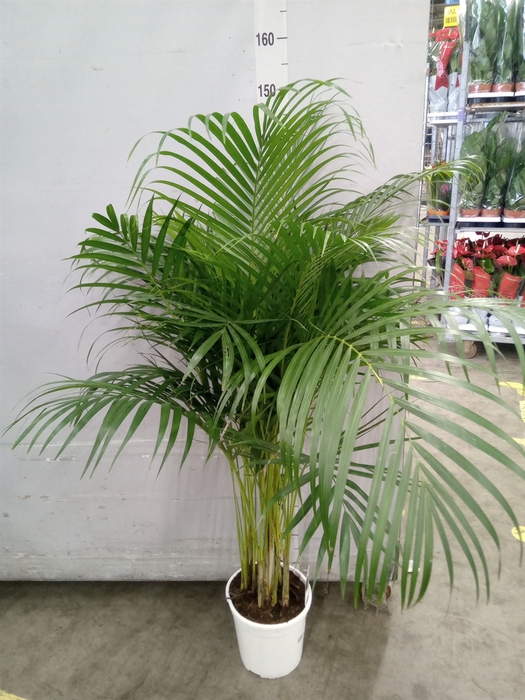 <h4>Dypsis lutescens   ...Chrysalidoca</h4>