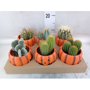 Cactus   ...