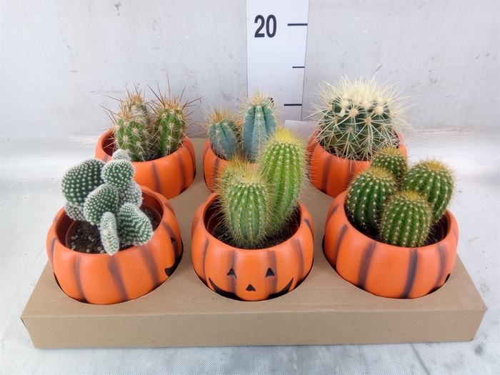 <h4>Cactus   ...</h4>