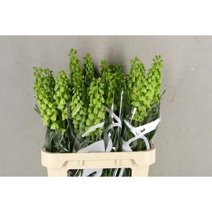 Frit Pe Ivory Bells