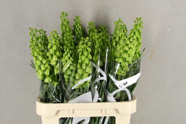 <h4>Frit Pe Ivory Bells</h4>