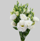LISIANTHUS BOLERO WHITE BRANCA 060 CM