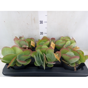 Kalanchoe NF thyrsiflora