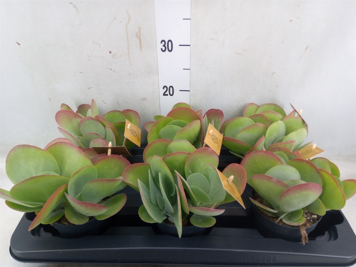 <h4>Kalanchoe NF thyrsiflora</h4>