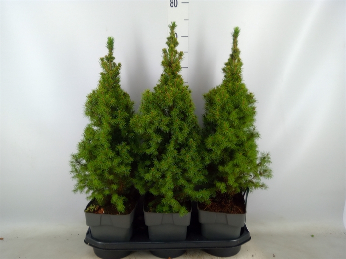 <h4>Picea glauca 'Perfecta'</h4>