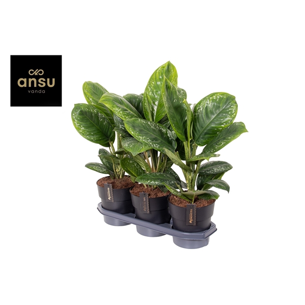 Aglaonema Onyx Green