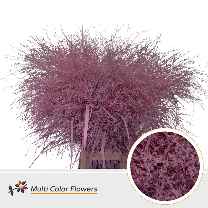 <h4>SIERGRAS PANICUM DYED PINK</h4>