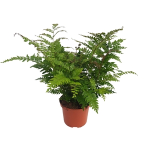 Didymochlaena Truncatula (Mahogany Fern)