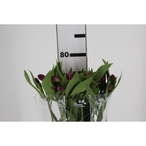 ALSTROEMERIA OLYMPIA 080 CM