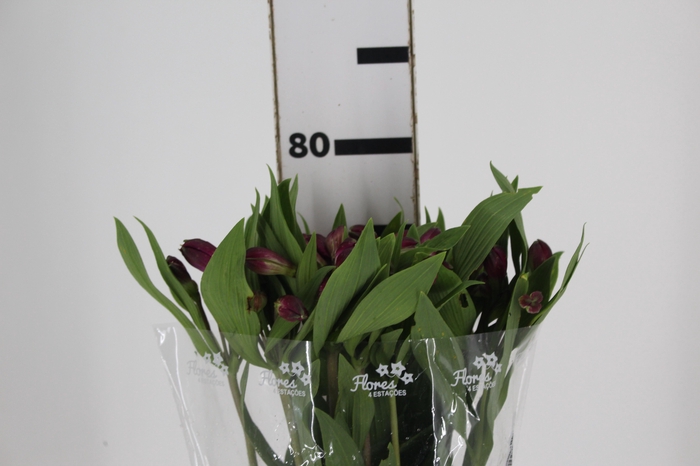 <h4>ALSTROEMERIA OLYMPIA 080 CM</h4>