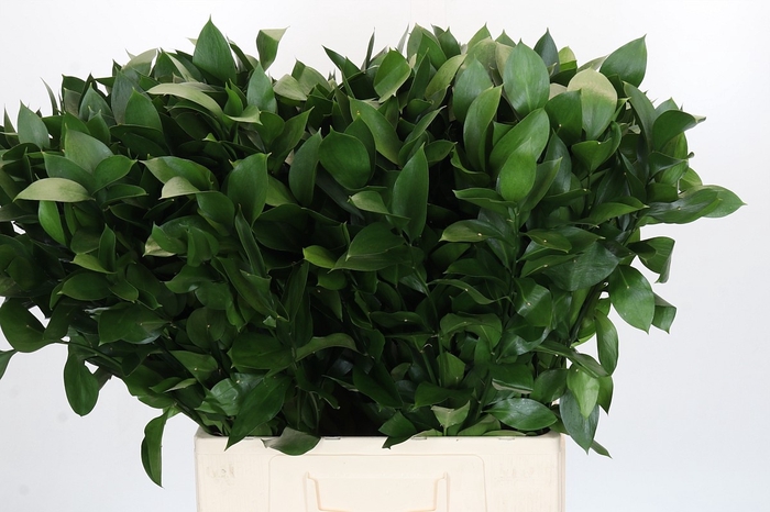 <h4>RUSCUS HYPOPHYLLUM</h4>