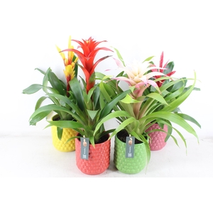 arr3 BS - Ker pot Siena x5