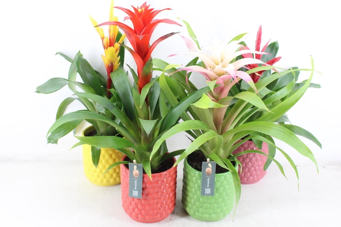 <h4>arr3 BS - Ker pot Siena x5</h4>