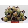 Protea Niobe