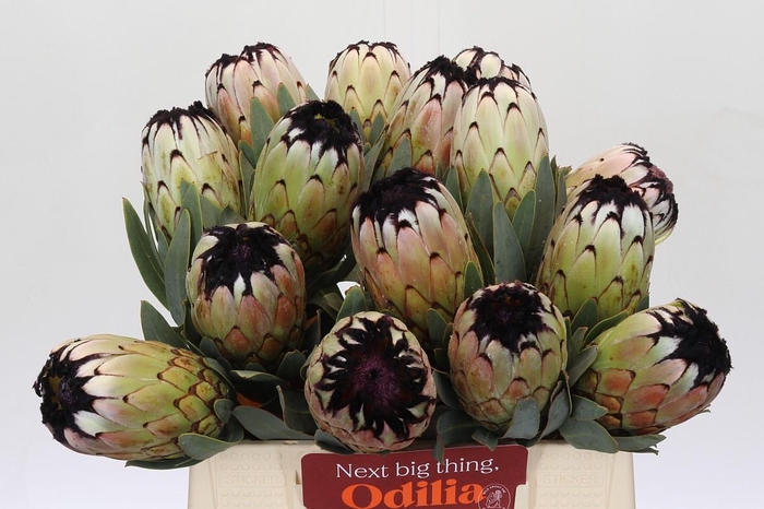 Protea Niobe