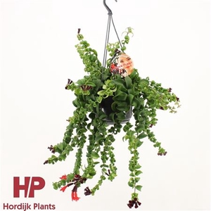 Aeschynanthus Rasta Hang