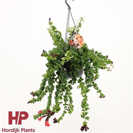 <h4>Aeschynanthus Rasta Hang</h4>